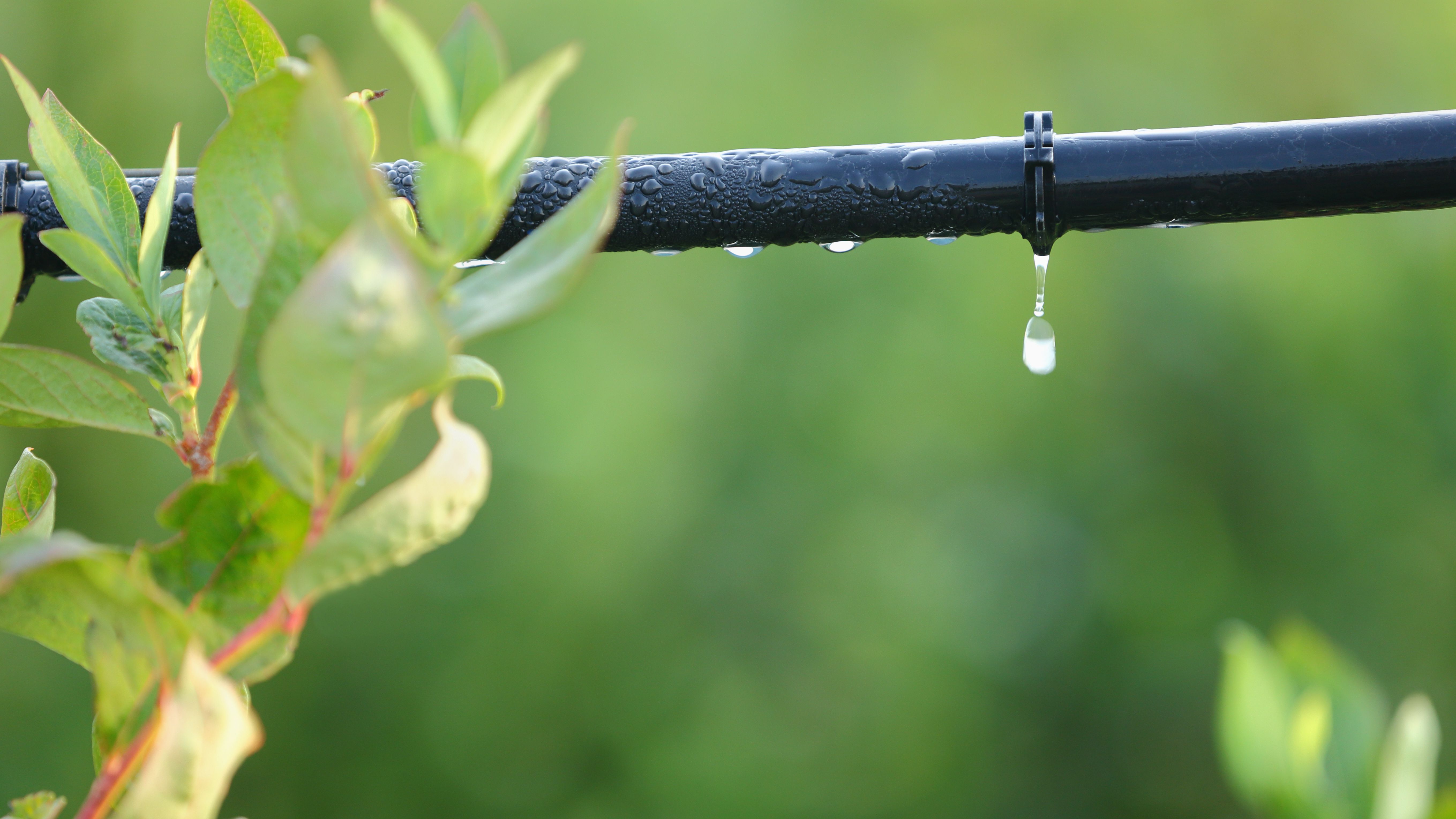 How to install a drip irrigation system