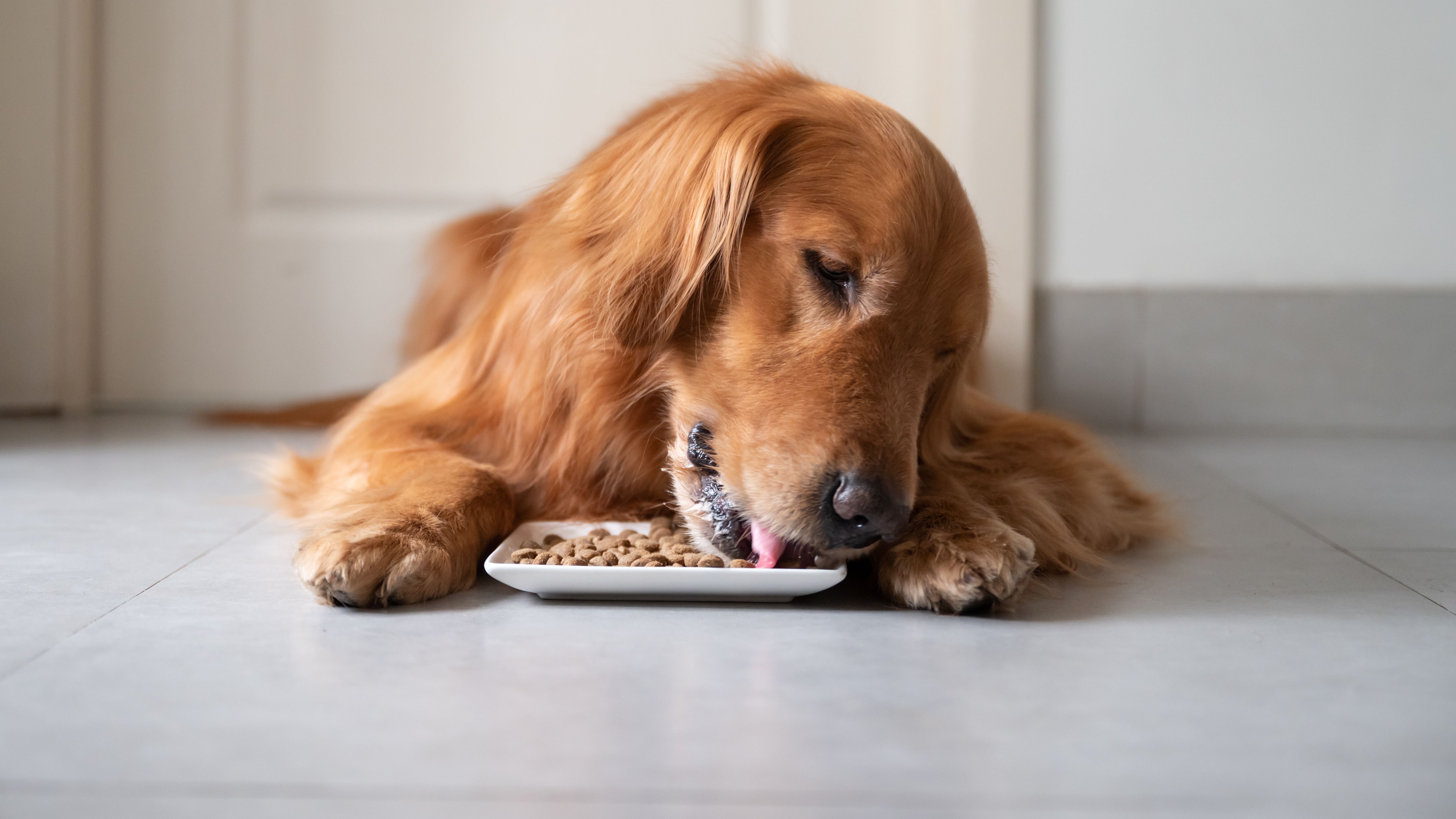 Alimentation pour chien : l’essentiel à savoir 