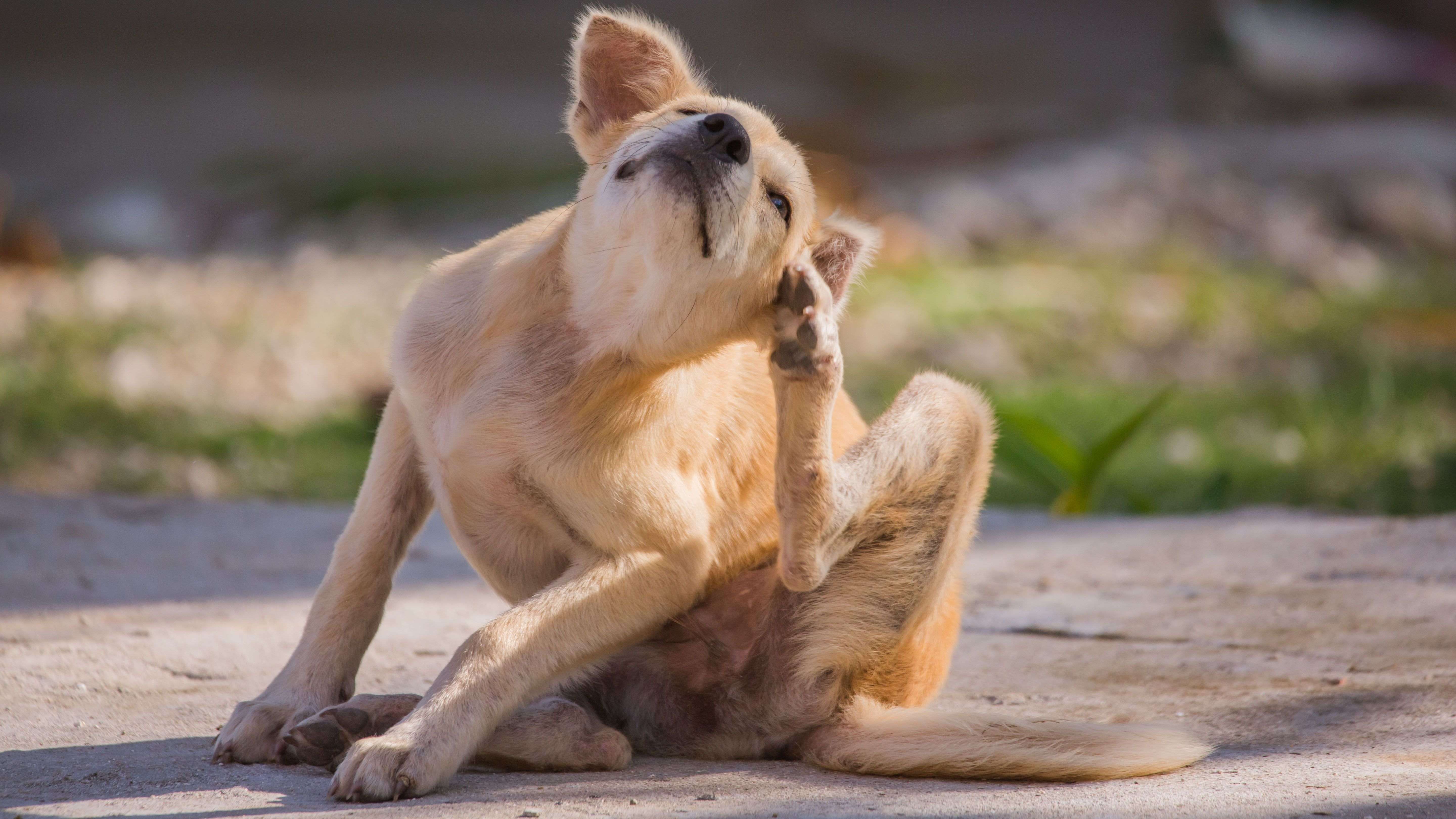Dog flea and worm treatment buying guide
