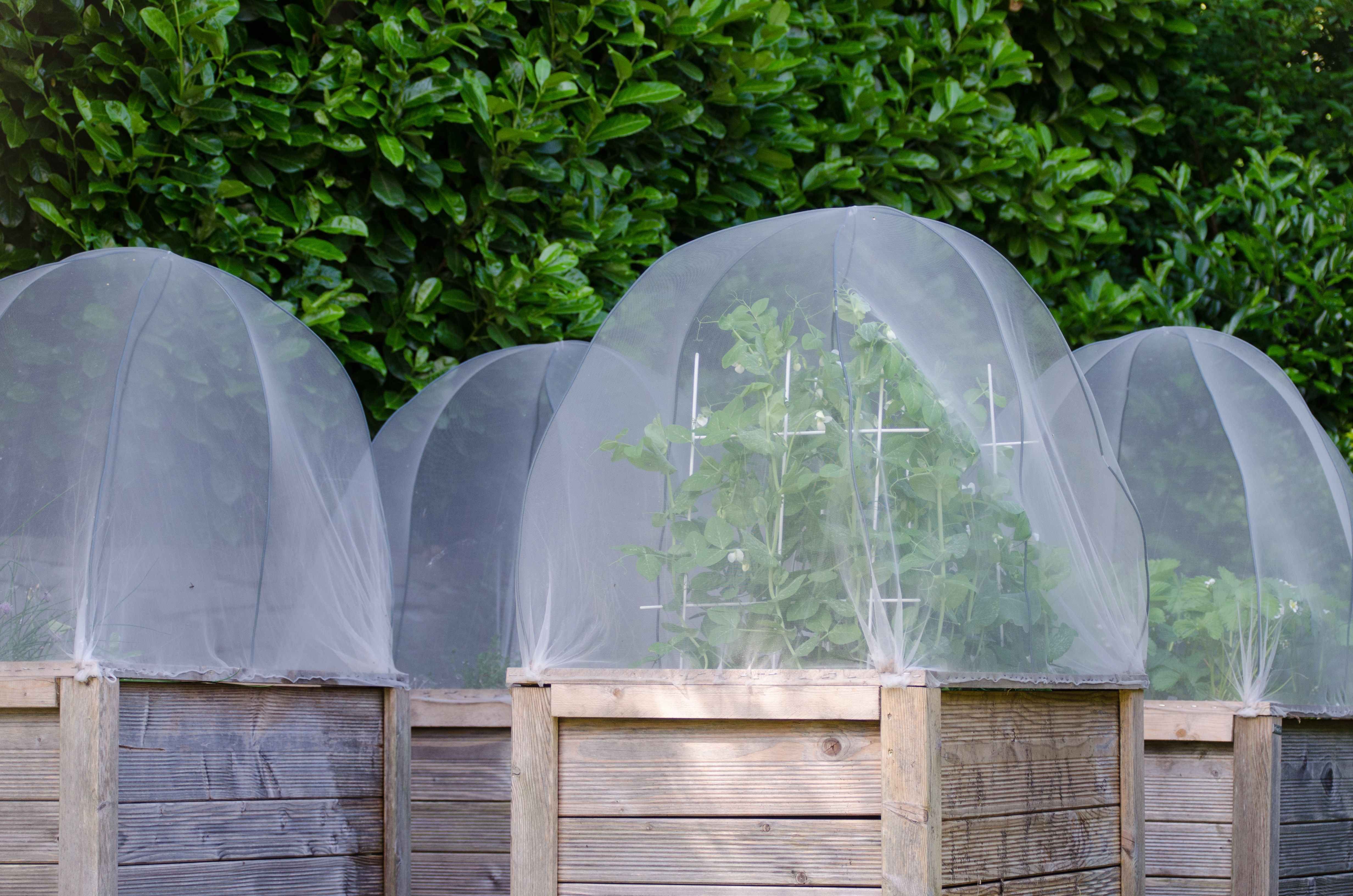 COMMENT PROTÉGER LES PLANTES DU FROID AVEC UN VOILE D'HIVERNAGE