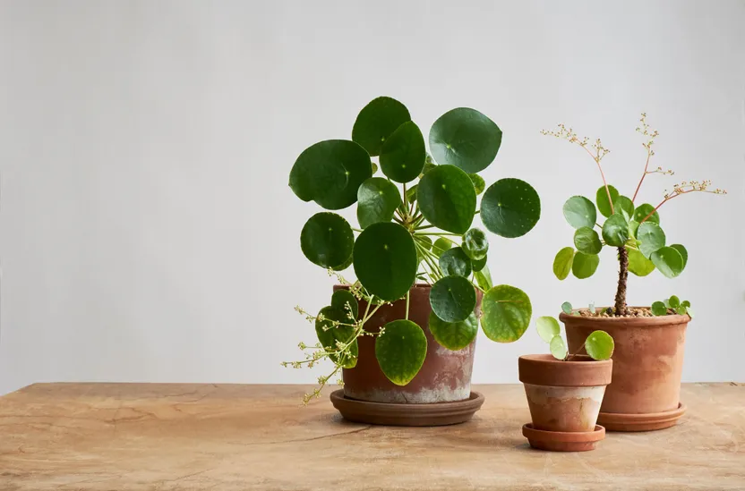 Conoscere e coltivare la Pilea peperomioides