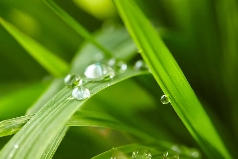 How to water plants while you're away