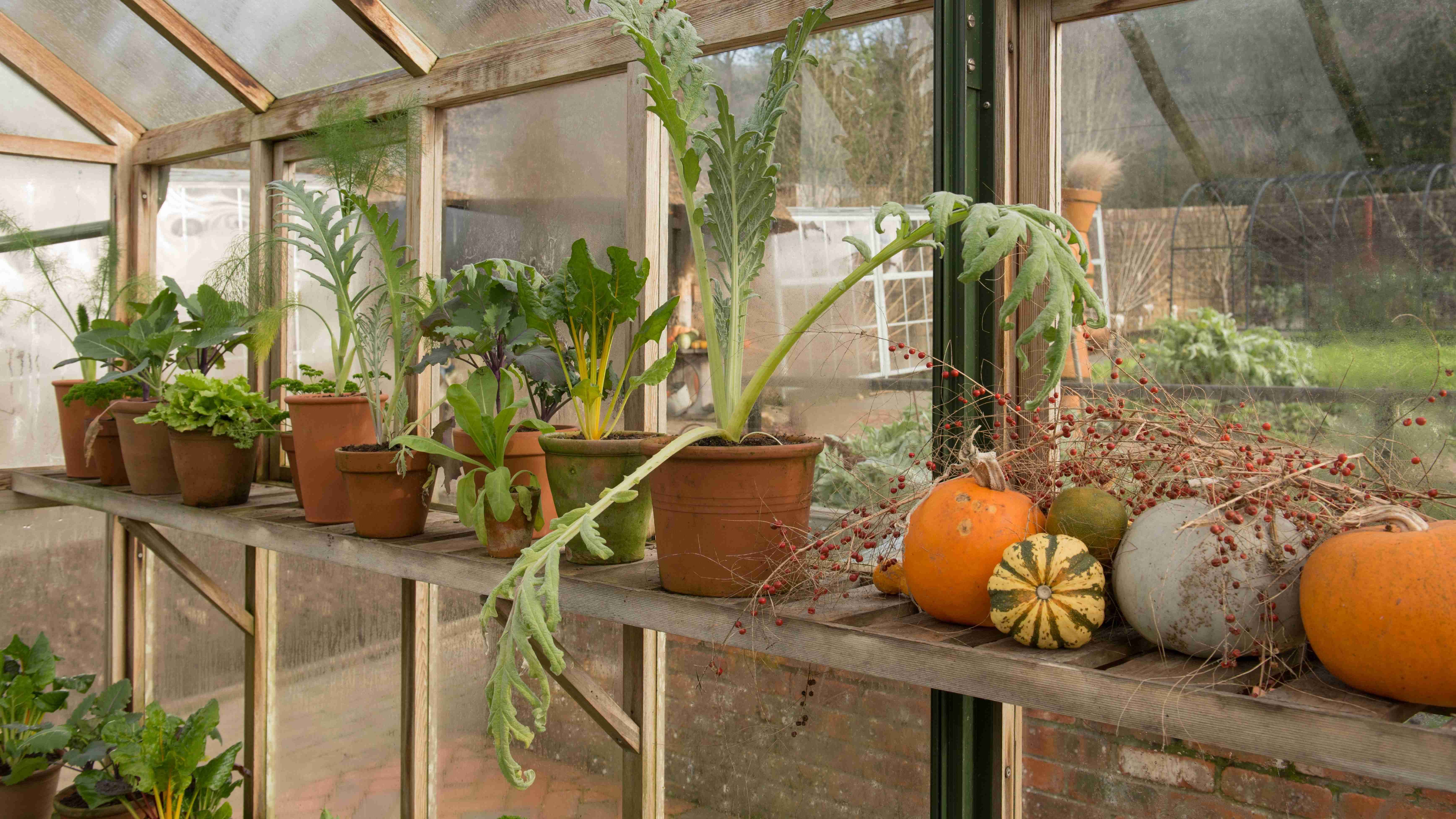 ¿Cómo cuidar las plantas en un invernadero?