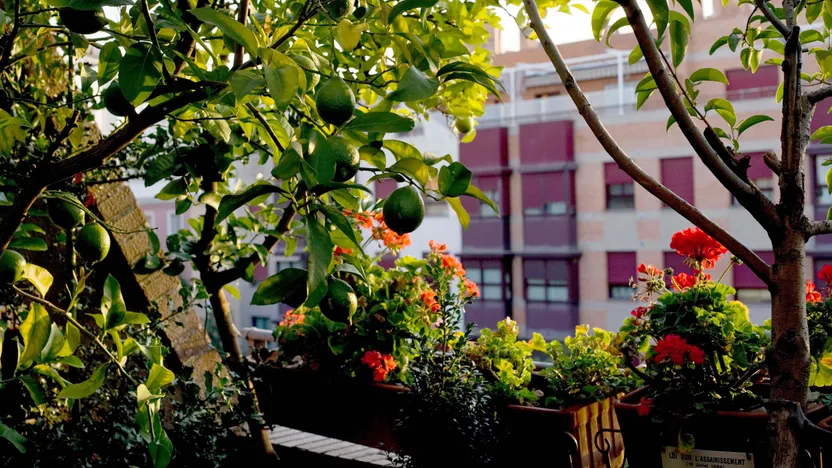 So finden Sie die richtigen Bäume und Sträucher für Balkon oder Terrasse
