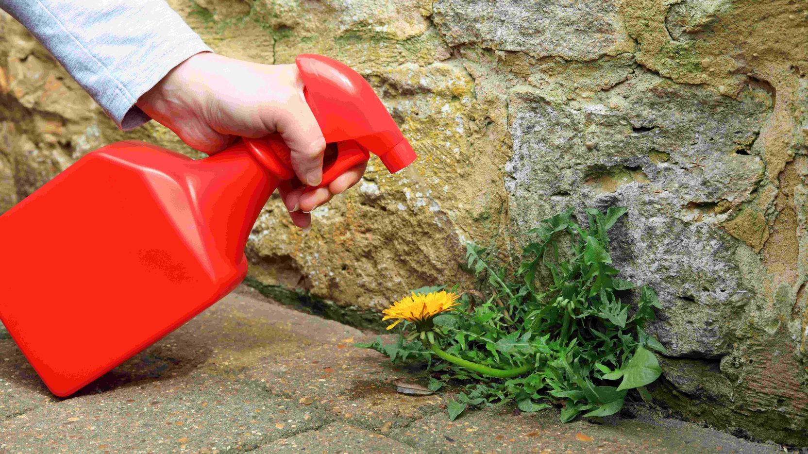 Natural weed killer buying guide
