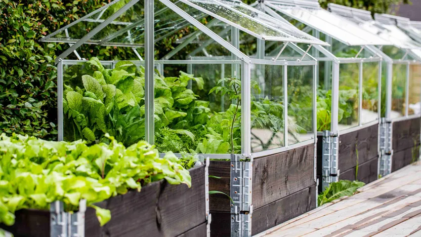 Quels légumes cultiver sous serre