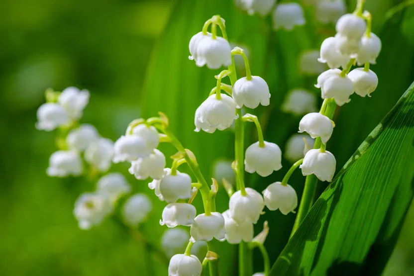 Todo sobre el muguet o lirio del valle