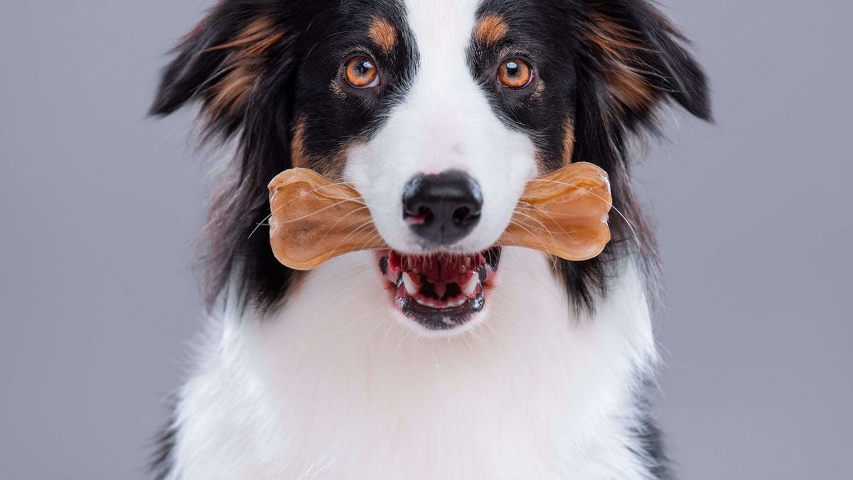 Comment choisir un os pour chien