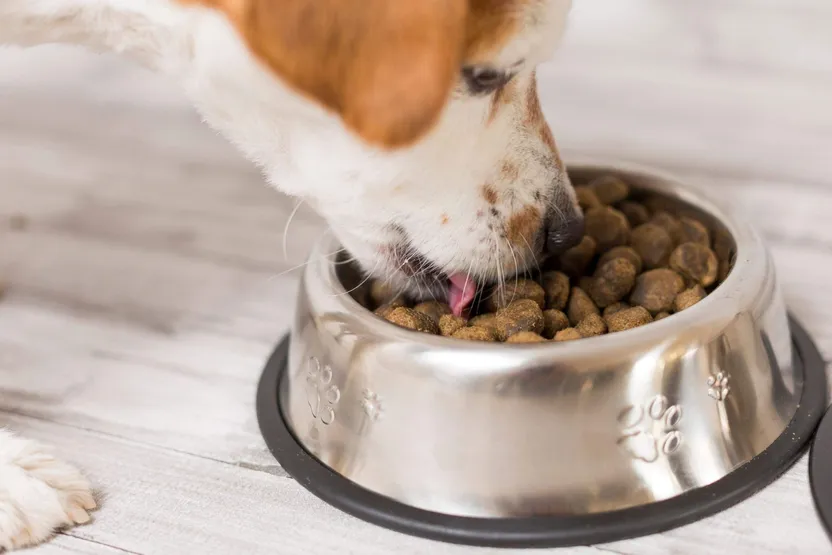 ¿Cómo elegir complementos alimenticios para perros?