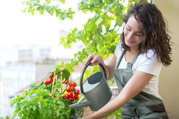 So finden Sie die richtigen Tomatensamen