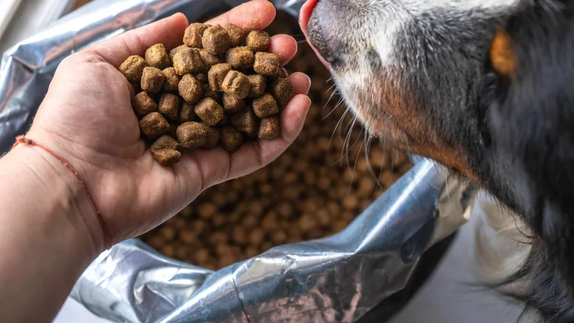 Die richtige Auswahl des Trockenfutters für Ihren Hund