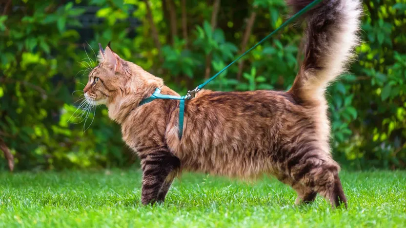 ¿Cómo elegir collares, correas o arneses para gato?