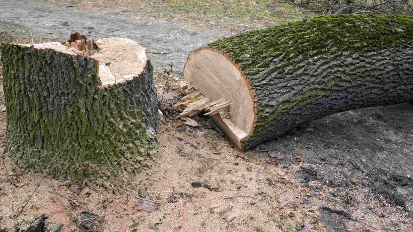 Comment abattre un arbre