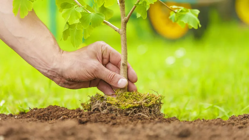 ¿Cuándo plantar un árbol?