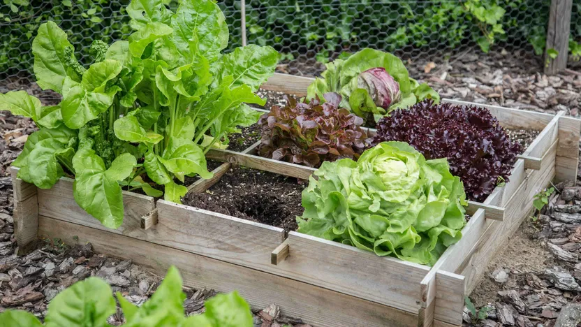 Comment réaliser un carré de potager
