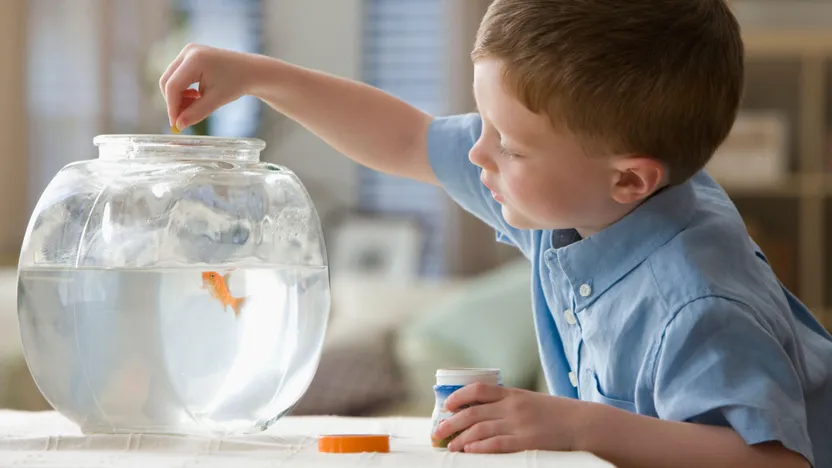 Comment choisir la nourriture pour poisson
