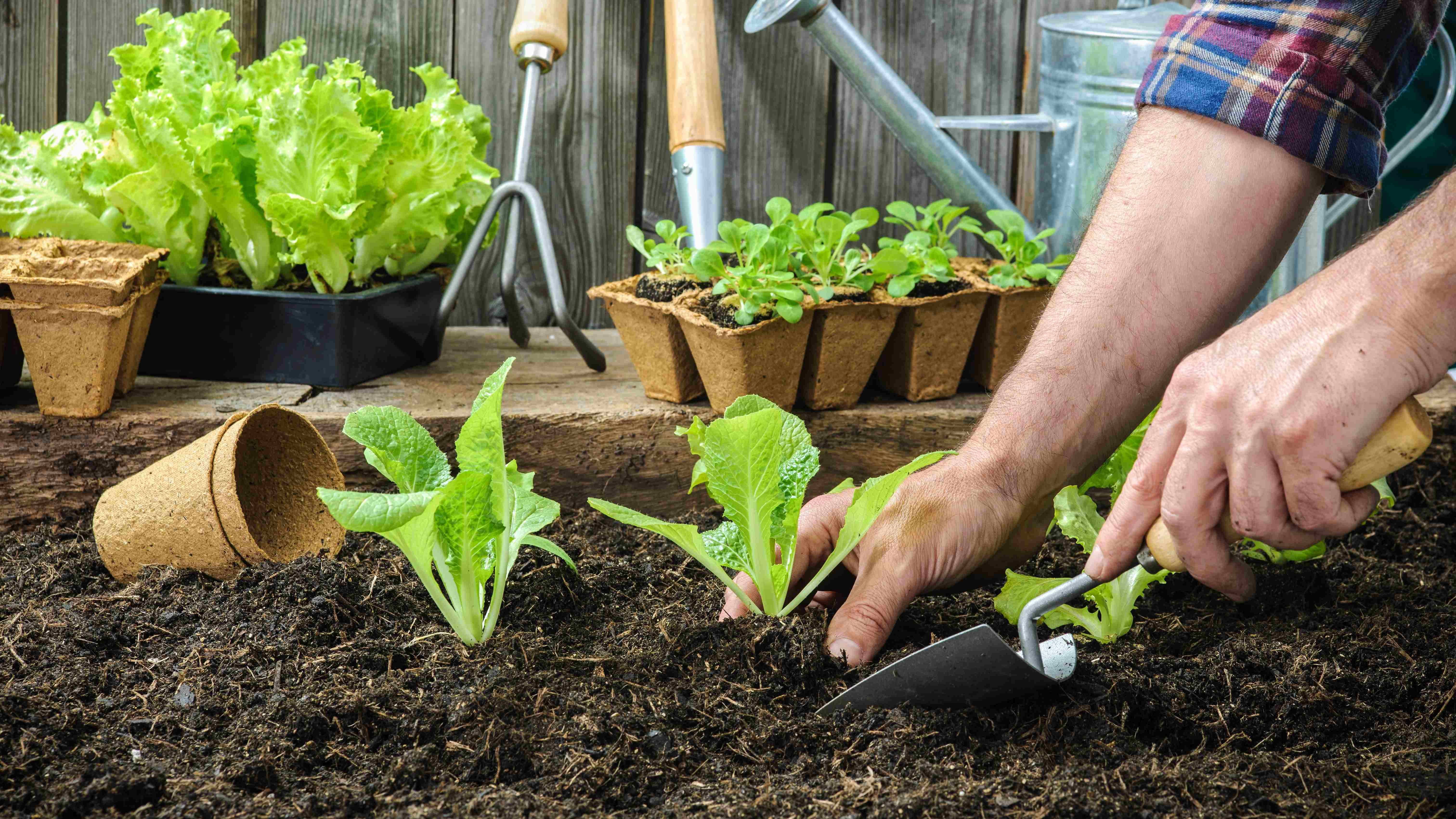 What to plant in the vegetable garden in March