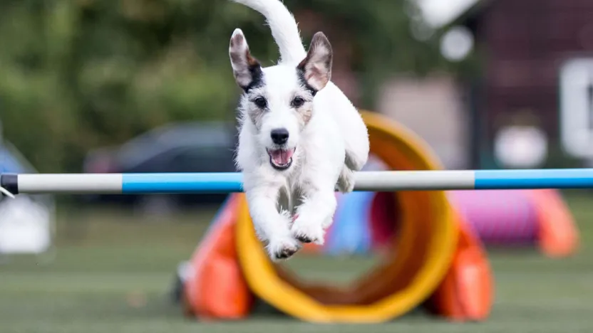 How to get started in dog agility