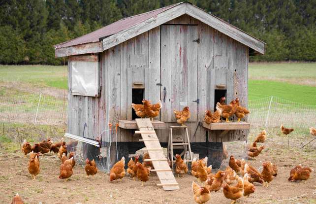 Come avviare un allevamento domestico di galline