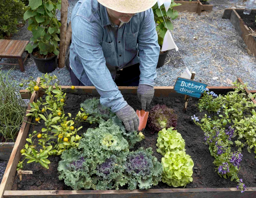 How to set up a permaculture garden