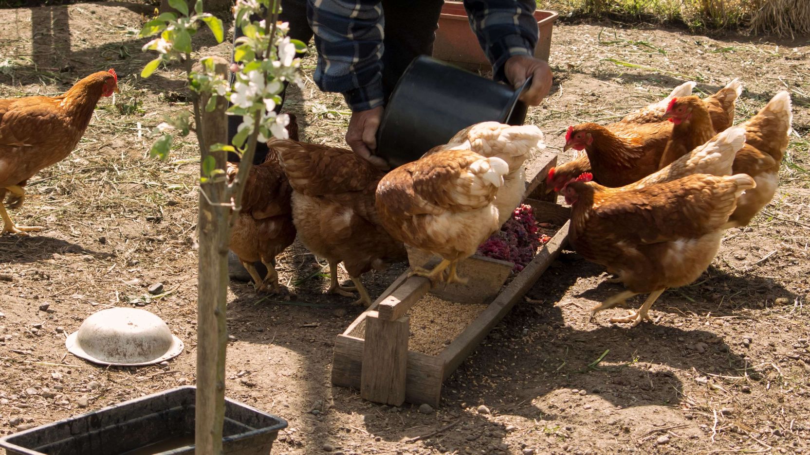 How to clean and disinfect a chicken coop