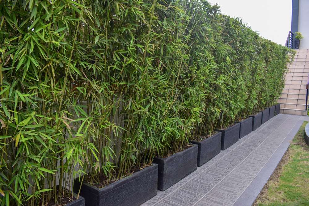 How to plant bamboo in pots