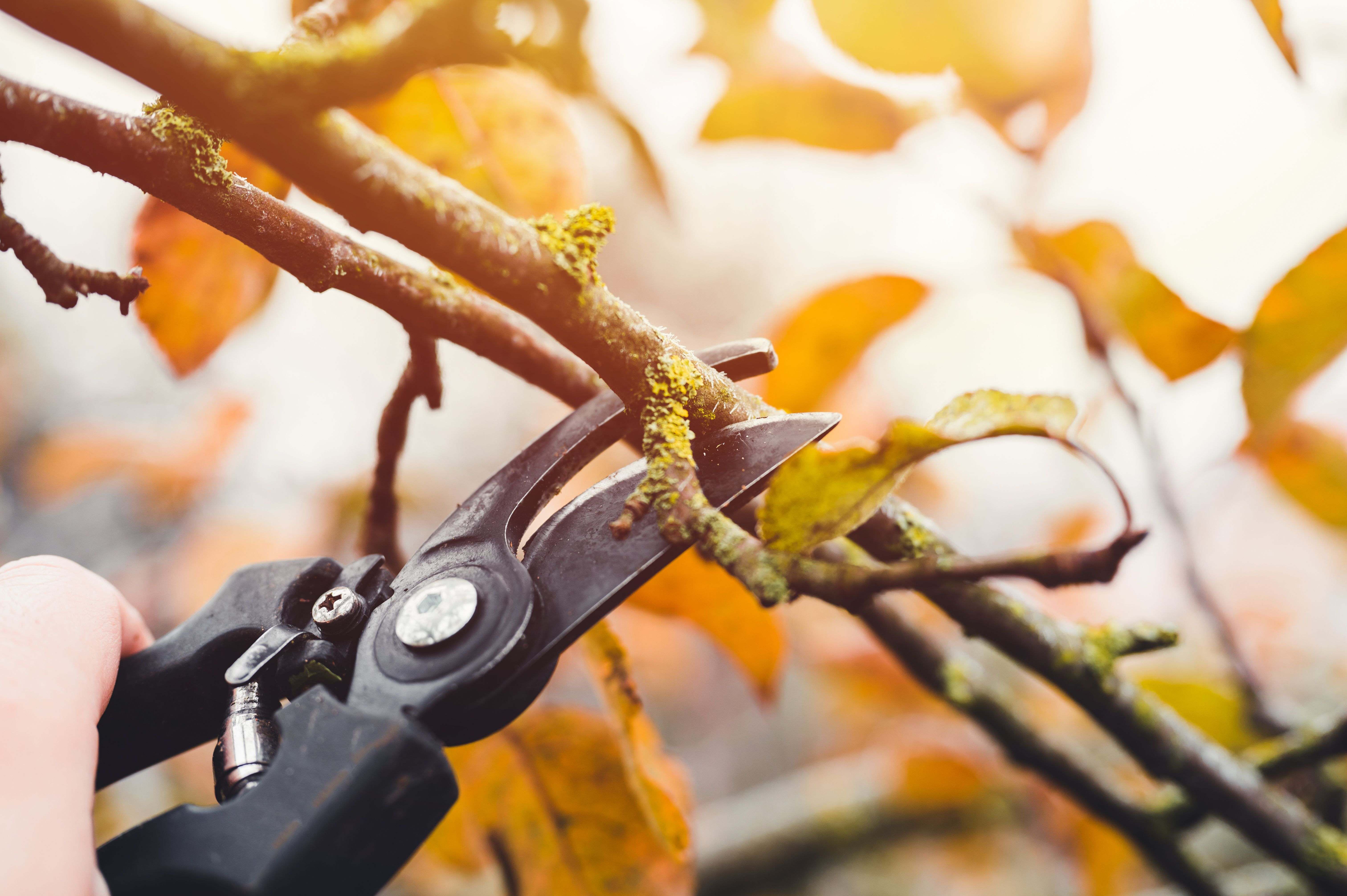 How to prune an apple tree