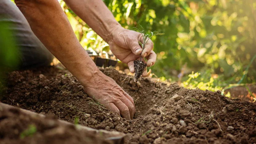 How to grow a sustainable garden
