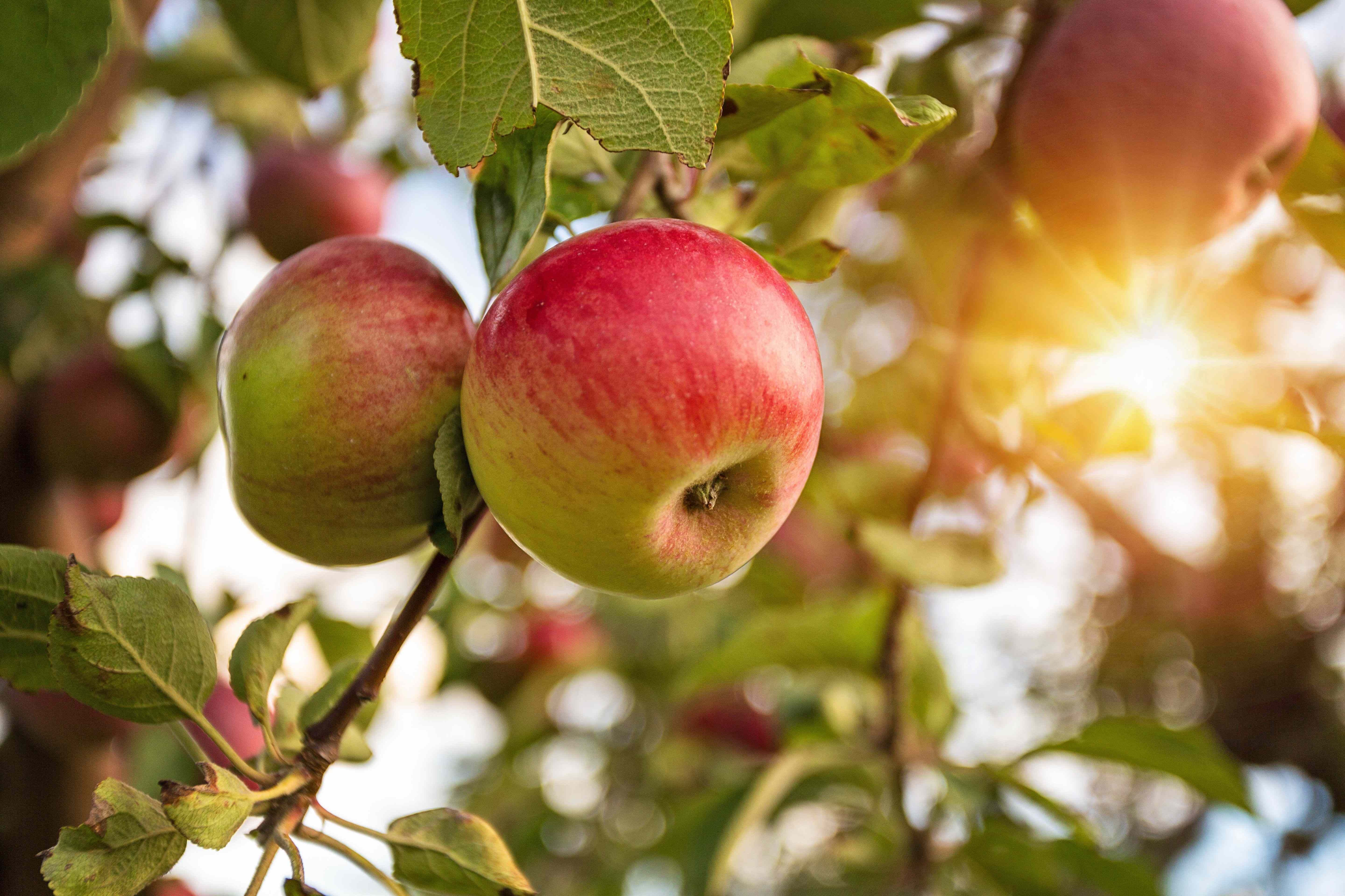 Cómo elegir árboles frutales?