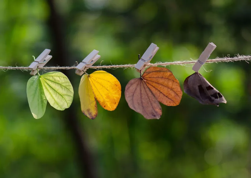 Les saisons au jardin