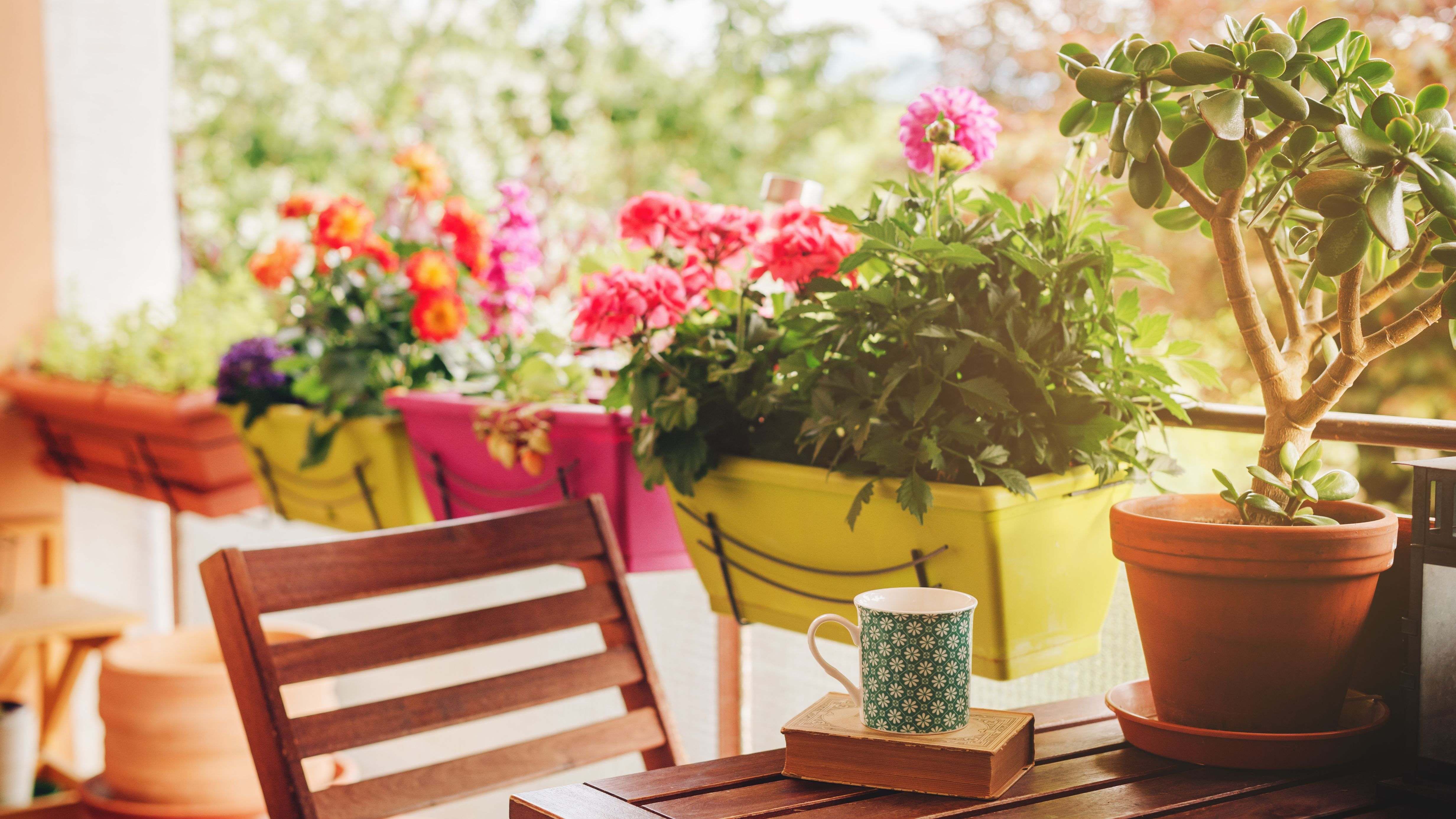 Cómo elegir plantas vivaces para balcón y terraza