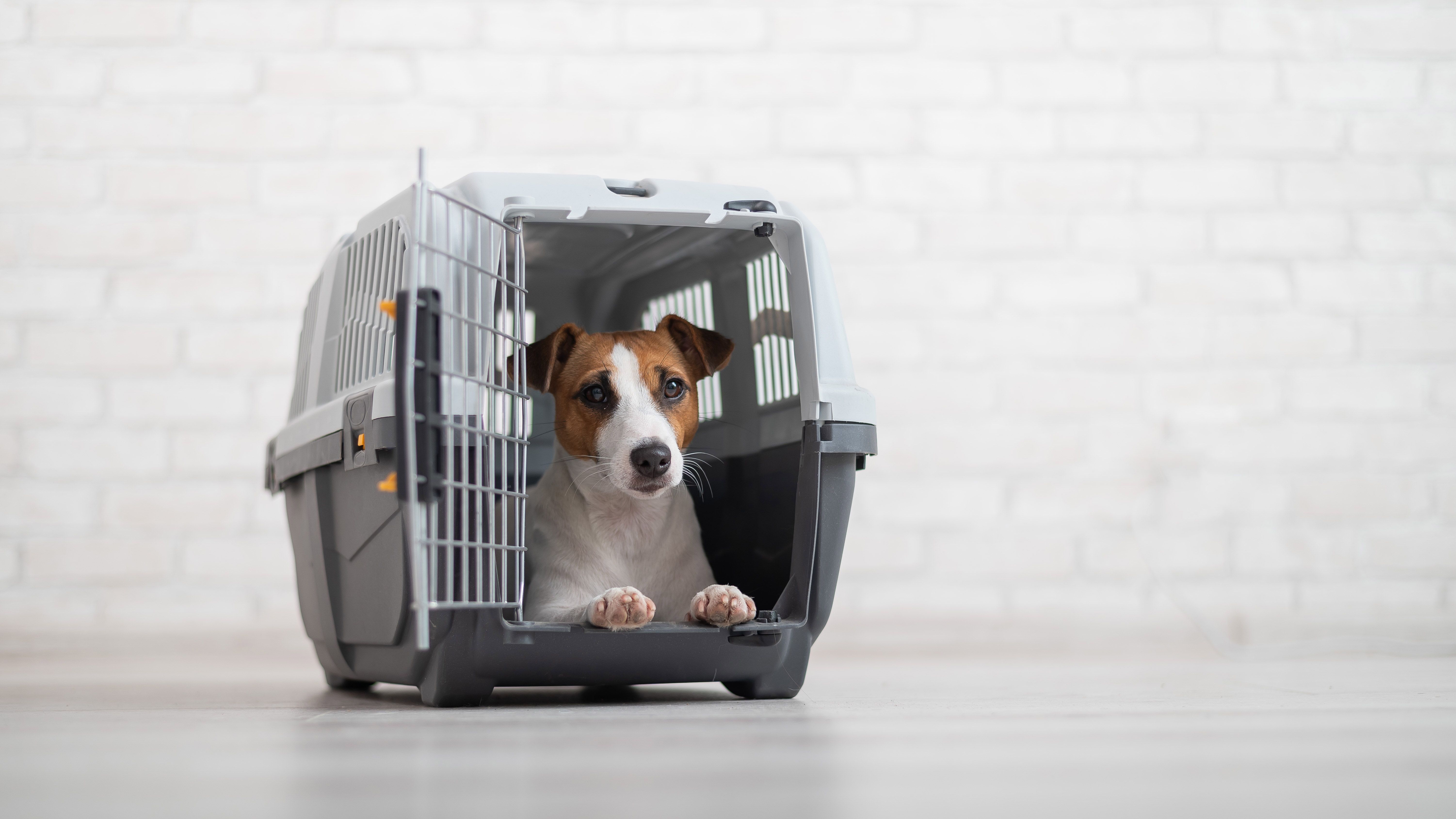 ¿Cómo elegir un trasportín para perro?