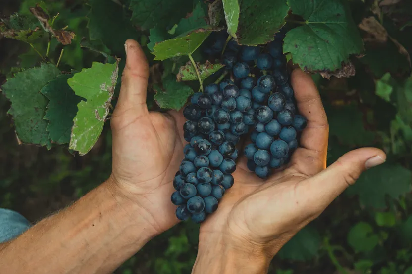 Comment choisir et planter un pied de vigne