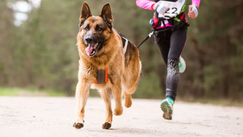 Canicross: tutte le informazioni su questo sport cinofilo che galoppa