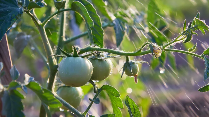 Quel arrosage pour un potager ?