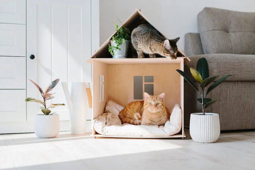 Pet-friendly plants for green interiors