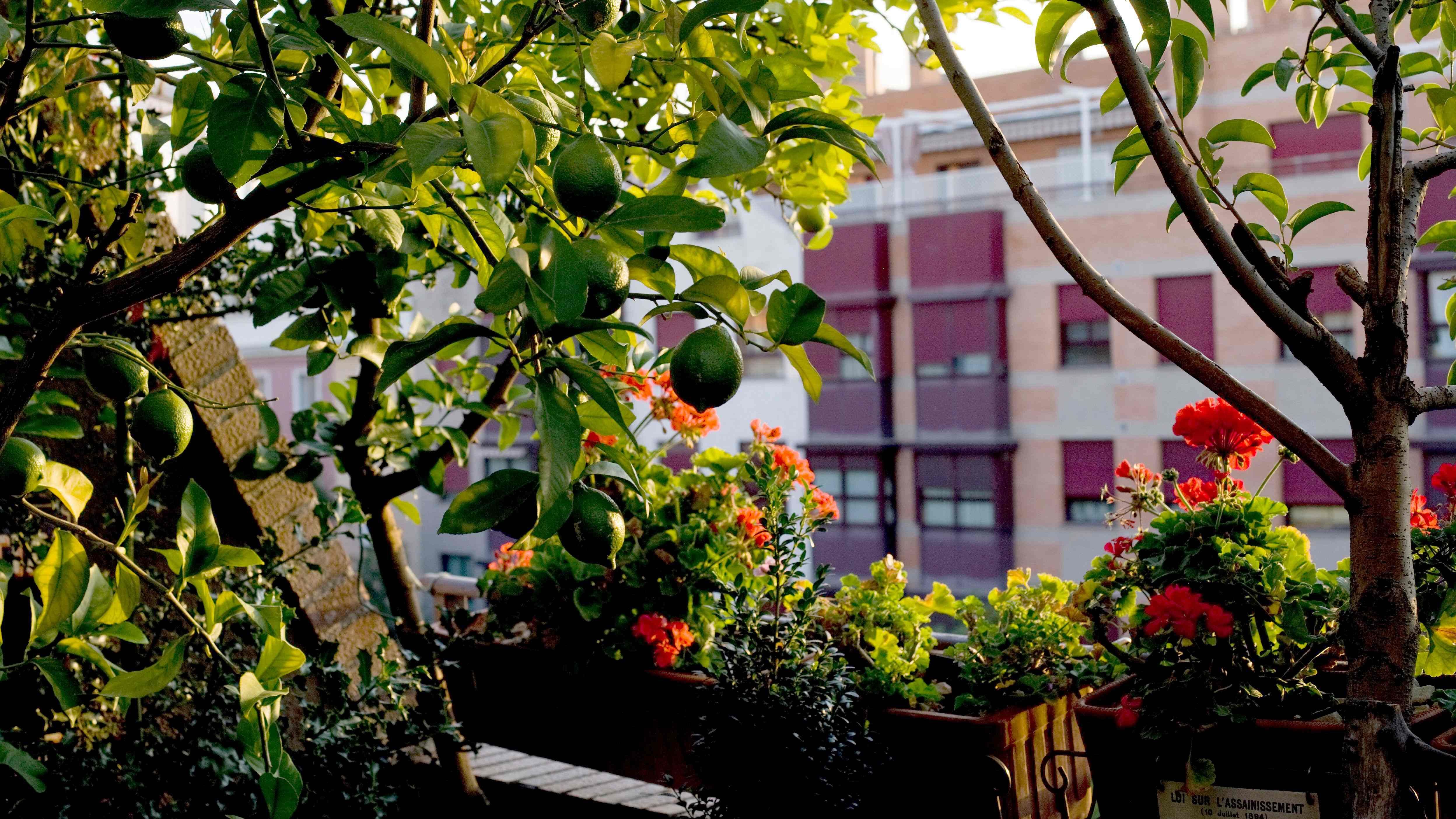 Balcony trees deals