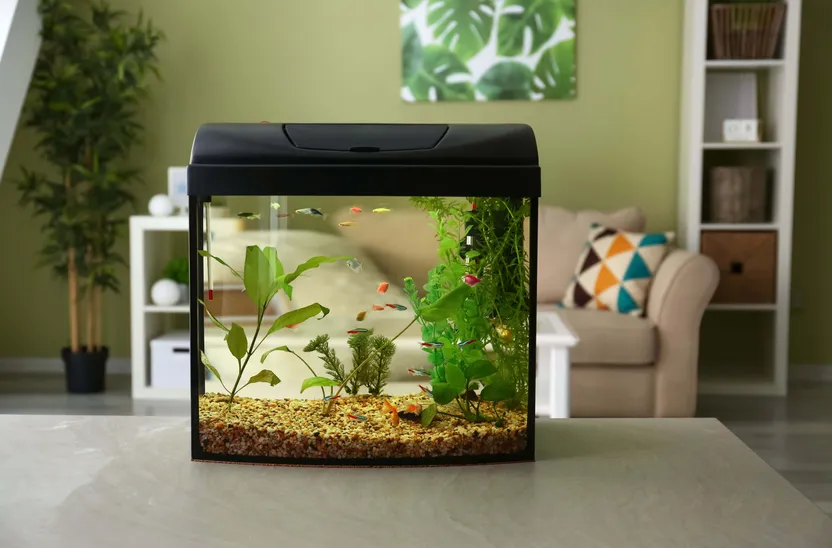 ¿Cómo elegir un acuario pequeño o una pecera?