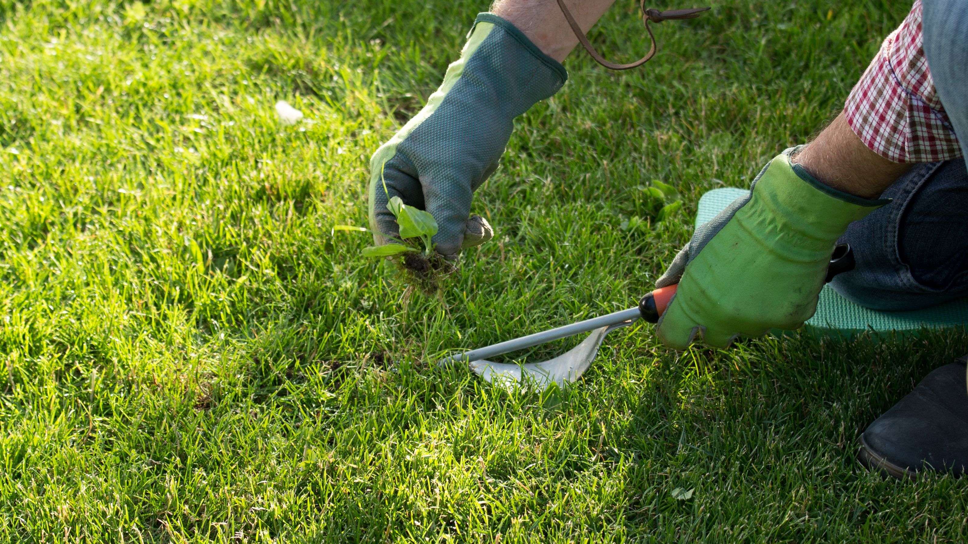 How to weed your lawn