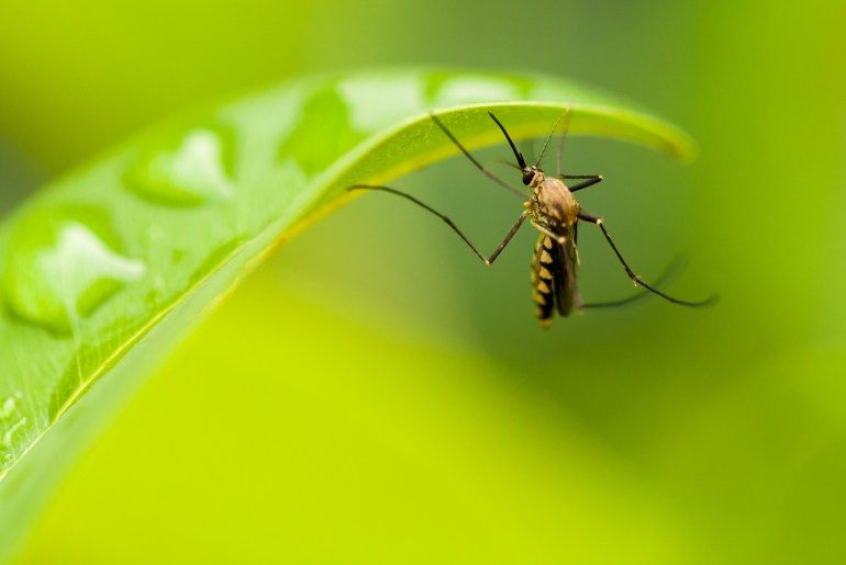 Le 9 piante anti zanzare che salveranno la tua estate
