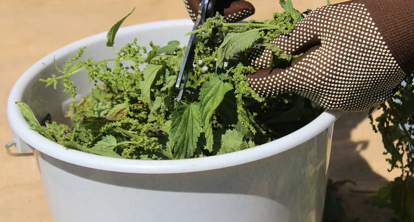 Comment faire ses purins de plantes