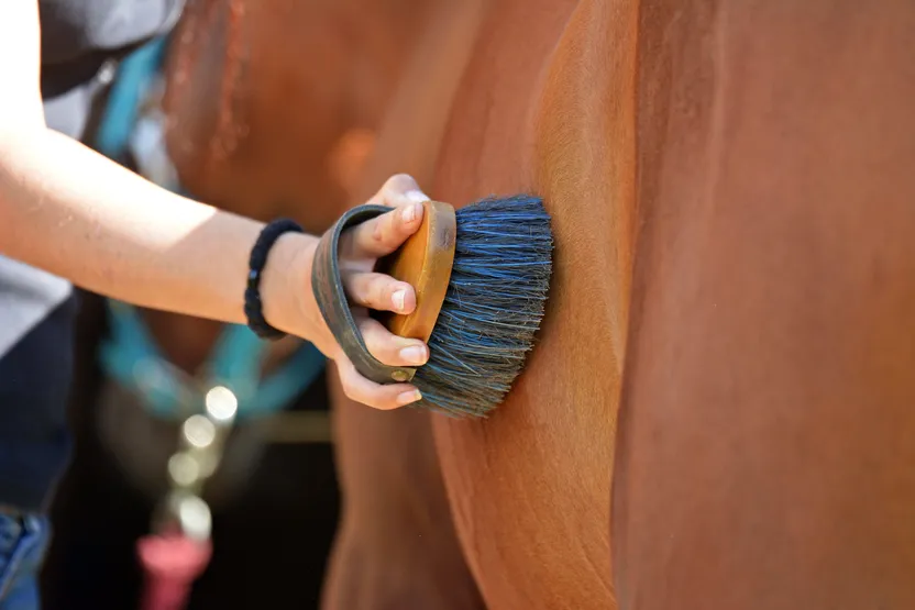 Hygiène et soin du cheval : comment choisir