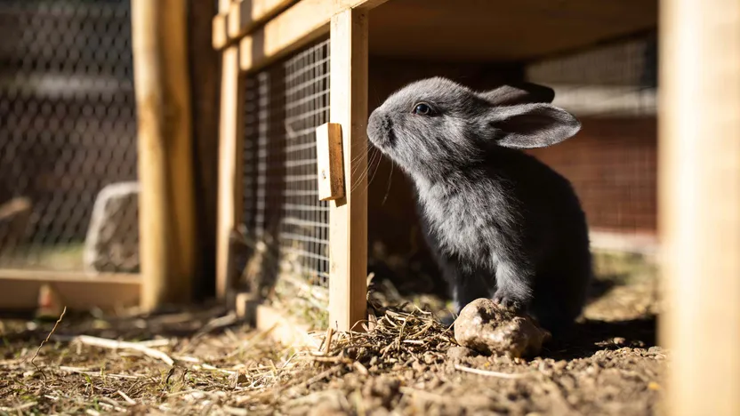 Rabbit hutch buying guide