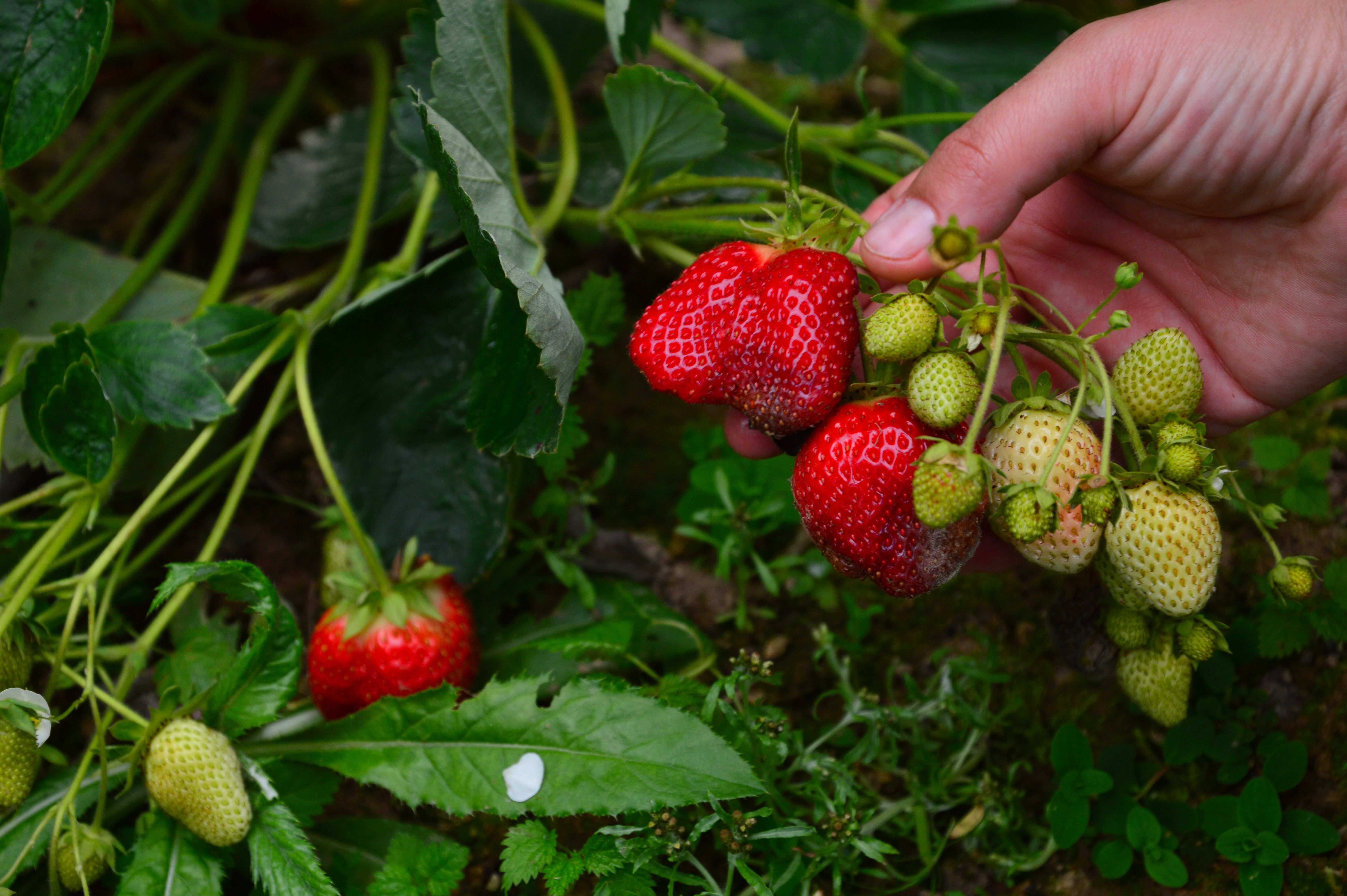 Comment choisir ses plants de fraisiers