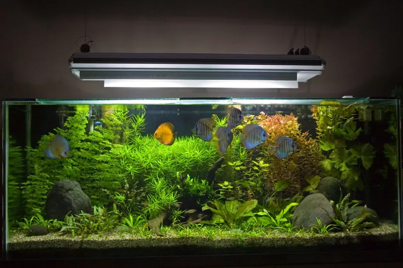 ¿Cómo elegir la iluminación de un acuario?