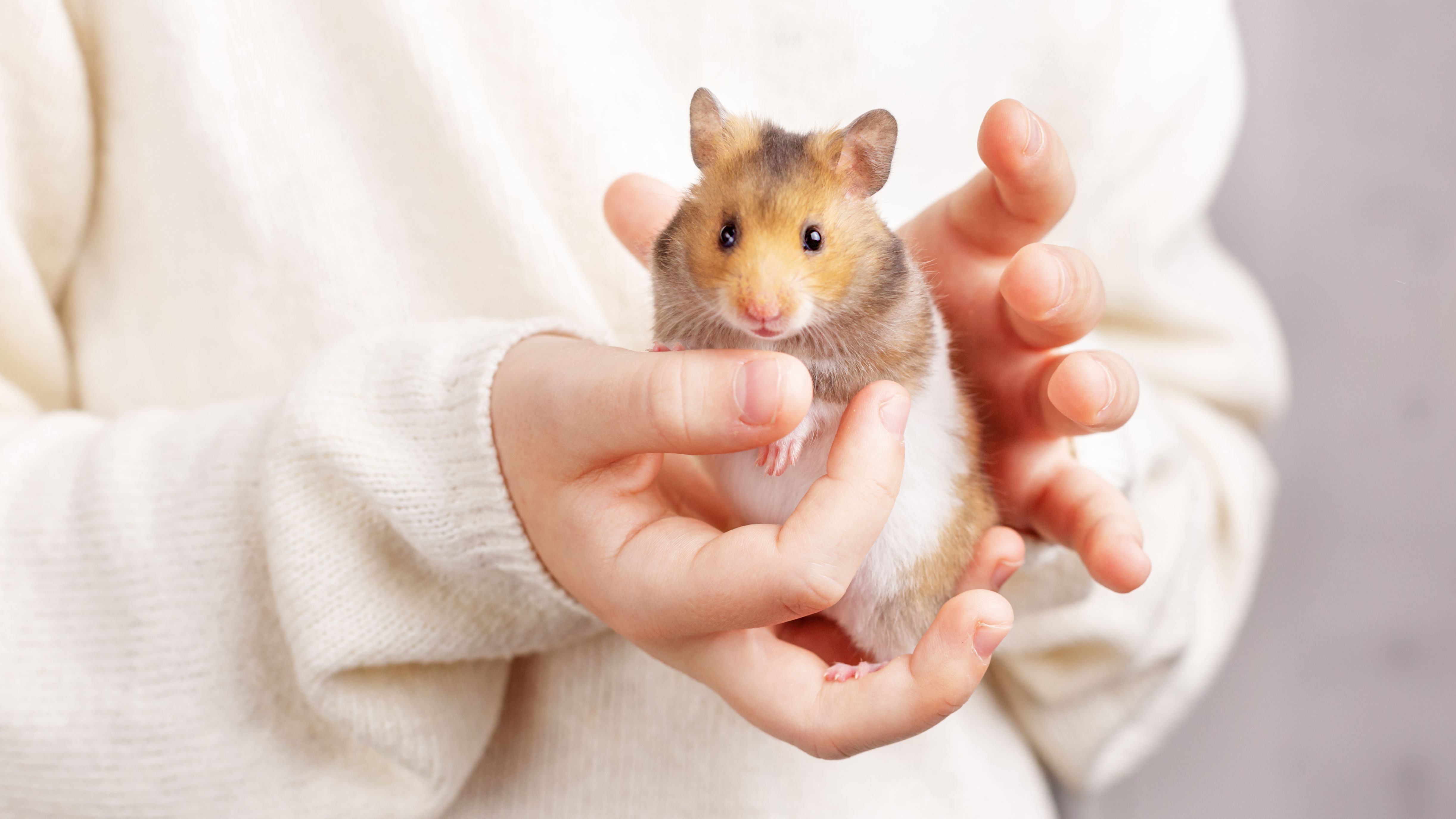 Pet Syrian Hamster: Personality, Diet & Care - Lil Pet