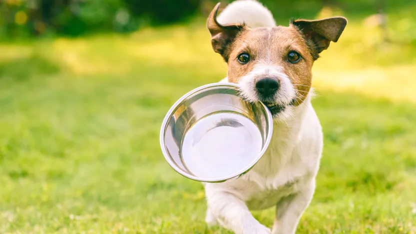 ¿Cómo elegir un comedero para perros?