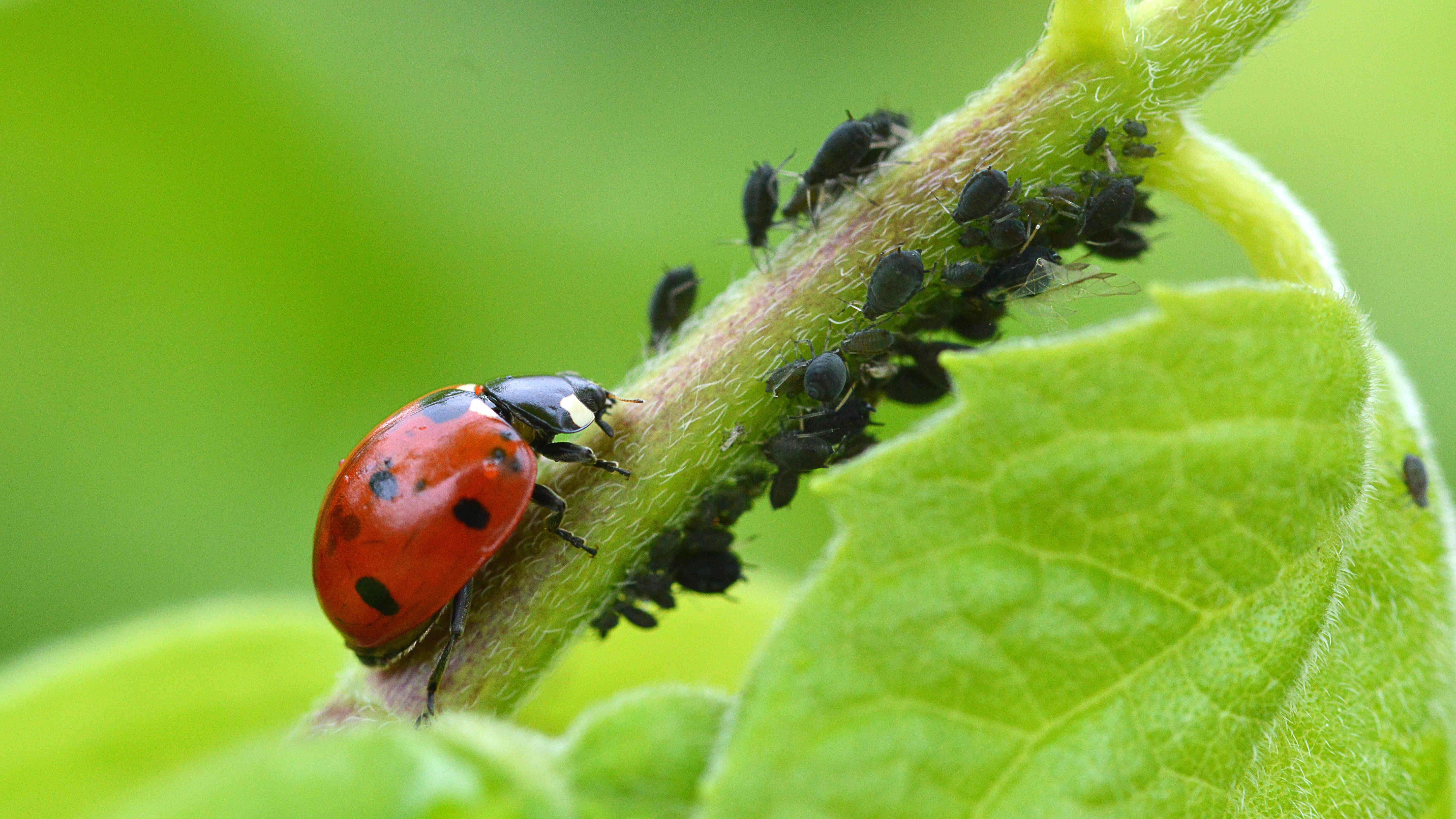 25 mai 2019 de 15h à 17h30 : Les insectes auxiliaires à la nature