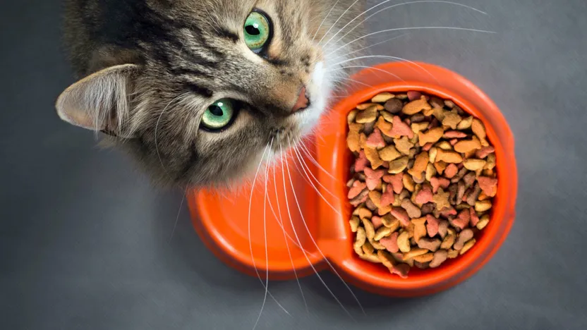 ¿Cómo elegir complementos alimenticios para gatos?