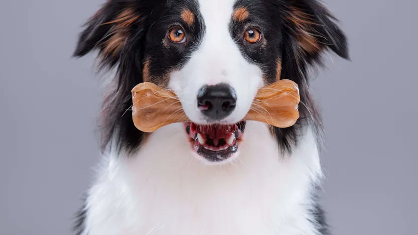 Dog chew buying guide